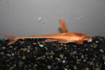 Rhinoloricaria Red